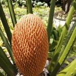 Cycas circinalis Ffrwyth