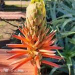Aloe arborescens 花