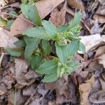 Stellaria pubera Leaf