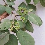 Solanum erianthum Fruit