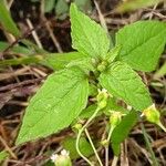 Galinsoga parviflora Blatt