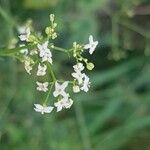 Galium albumFleur