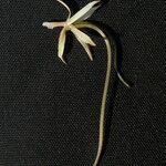 Aerangis collum-cygni Flower
