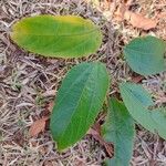 Guazuma ulmifolia 葉