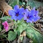 Pulmonaria officinalisFlower