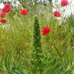 Echium asperrimum Habit
