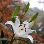 Lilium candidumKvět