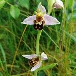 Ophrys apifera পাতা