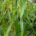 Phyllostachys aurea Ліст