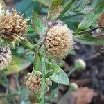 Aster ageratoides Fruit