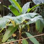 Musa ornata Συνήθη χαρακτηριστικά