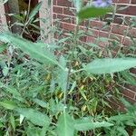 Caryopteris × clandonensis Yaprak