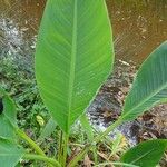 Musella lasiocarpa Hoja