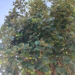 Butea monosperma Frunză