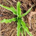 Chlorophytum gallabatense Лист