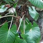 Alocasia macrorrhizos आदत