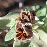 Cistus albidus Frukt