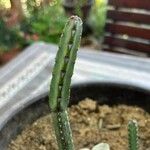 Euphorbia heterochroma Лист