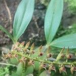 Bulbophyllum resupinatum Flor