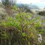 Coriaria myrtifolia Hábito