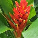 Musa coccinea Fiore