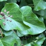 Hedera colchica Lehti