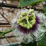 Passiflora edulis Lorea