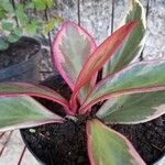 Peperomia tricolor Leaf