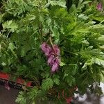 Dicentra formosa 花