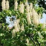 Aesculus parviflora Hábito