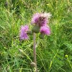 Cirsium heterophyllumFlower