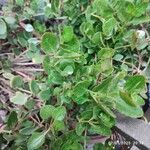 Kalanchoe manginii Лист