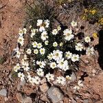 Melampodium leucanthum Flower