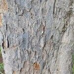 Caesalpinia echinata Bark