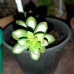 Sedum hernandezii Foglia