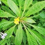 Impatiens auricoma Blad