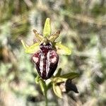 Ophrys sphegodes花