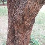 Croton megalocarpus Bark
