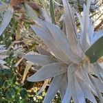 Leucadendron argenteum Leaf