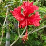 Hibiscus schizopetalus Flor