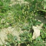 Fimbristylis aestivalis Fruit