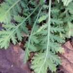 Achillea filipendulina 葉