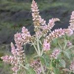 Mentha × villosa Flor
