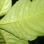 Aphelandra dolichantha List