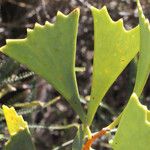 Hakea flabellifolia Hoja