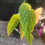 Begonia maculata Hoja