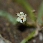 Taeniophyllum fasciola Blüte