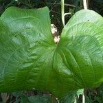 Echinodorus grandiflorus Folha
