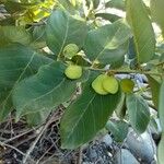 Dalbergia ecastaphyllum Fruit