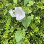 Convolvulus silvaticus Habit